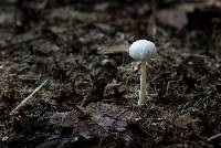 Panaeolus antillarum image