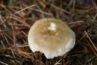 Ampulloclitocybe clavipes image