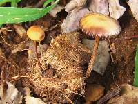 Psilocybe coprophila image