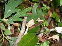 Helvella elastica image