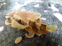Lentinus strigosus image