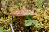 Suillus lakei image