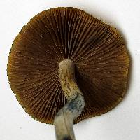 Psilocybe subaeruginosa image