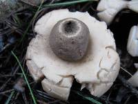 Geastrum triplex image