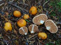 Cortinarius peraurantiacus image