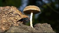 Simocybe centunculus var. centunculus image