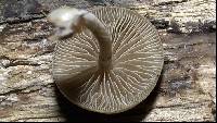 Simocybe centunculus var. centunculus image