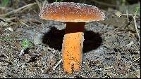 Lactarius corrugis image