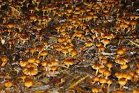 Pholiota communis image