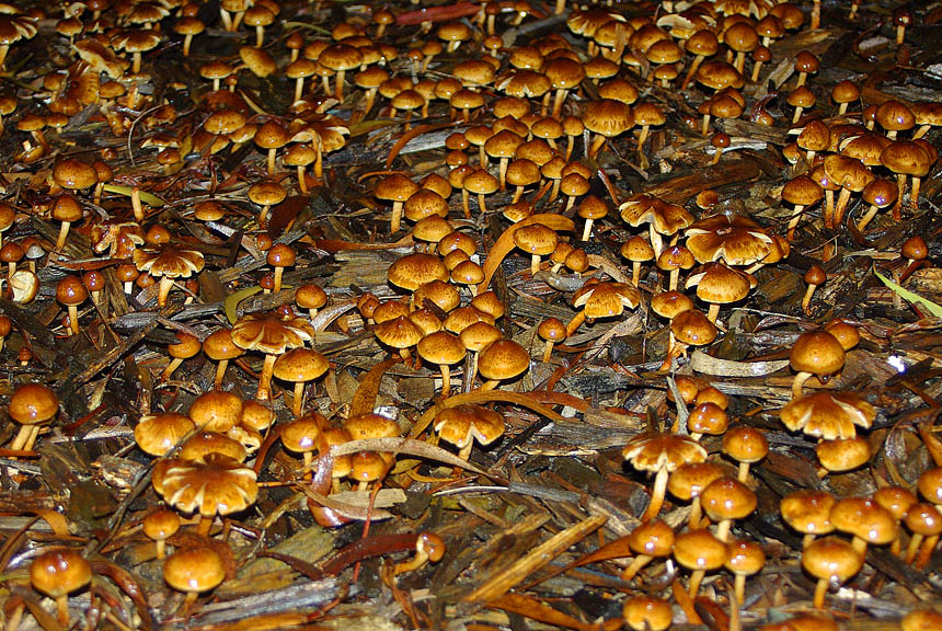 Pholiota communis image