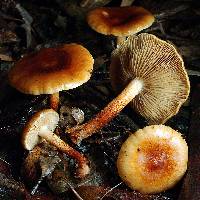 Pholiota communis image