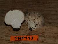 Lycoperdon subcretaceum image