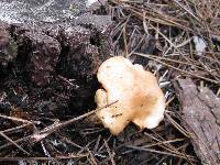 Suillus bovinus image