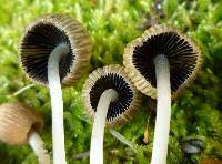 Coprinellus impatiens image