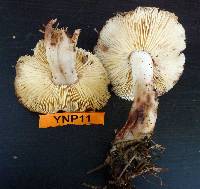 Rhodocollybia maculata image