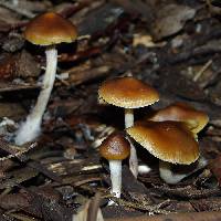 Psilocybe subaeruginosa image