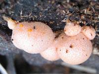 Lycogala epidendrum image