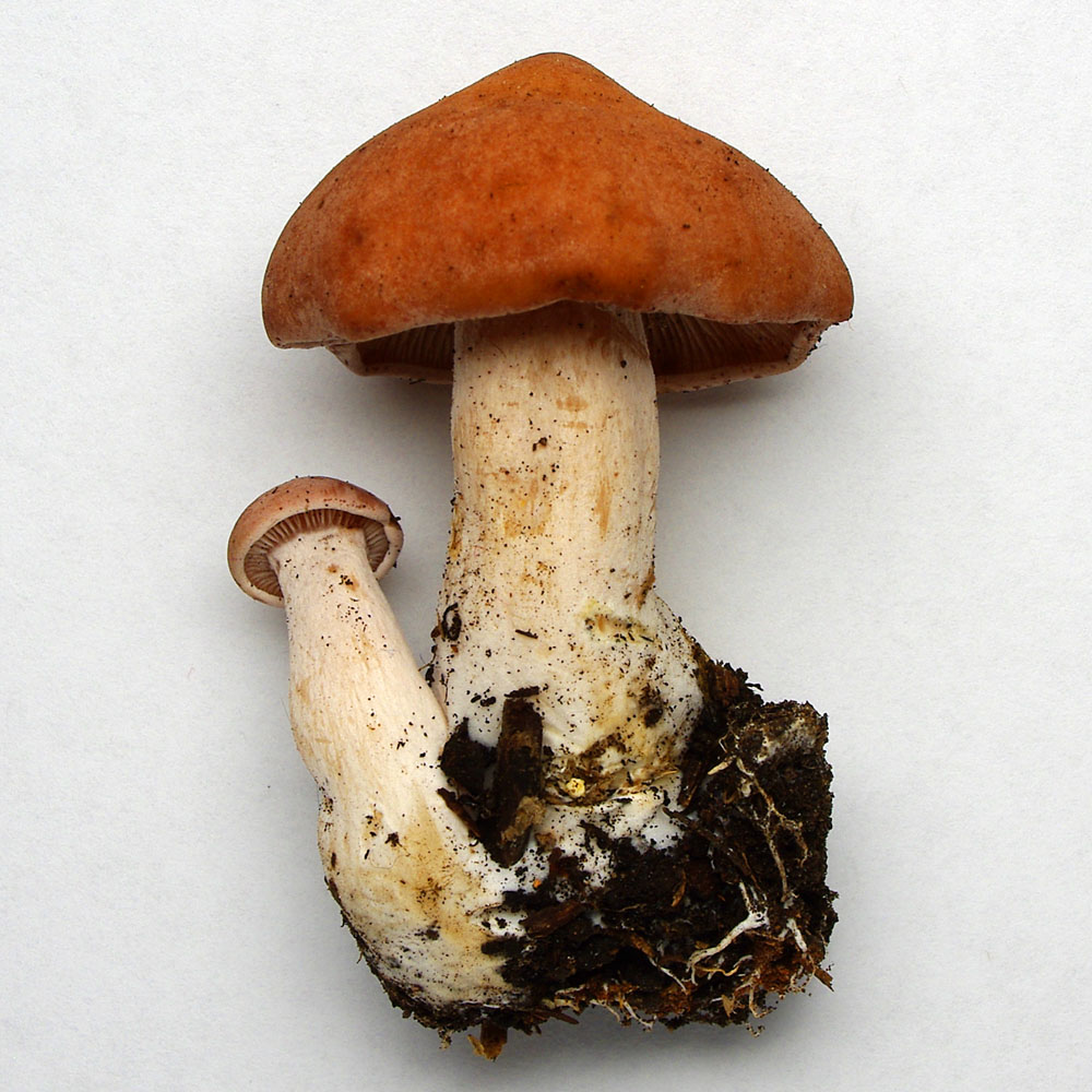 Rhodocybe gemina image