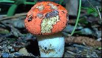 Gyroporus ballouii image