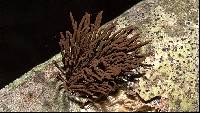 Stemonitis splendens image