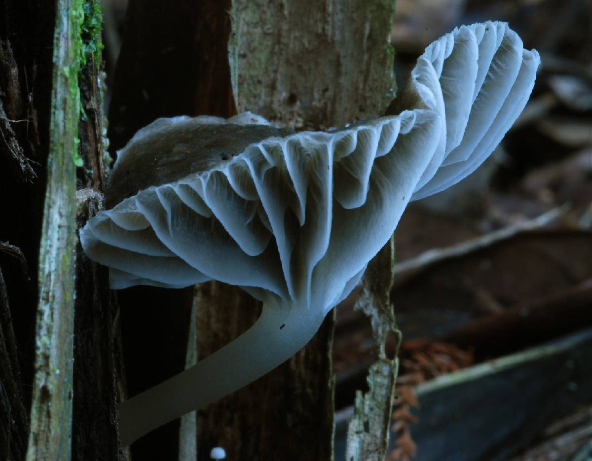 Camarophyllus griseorufescens image