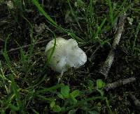 Entoloma sinuatum image