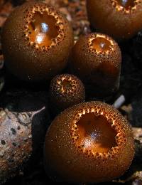 Galiella rufa image