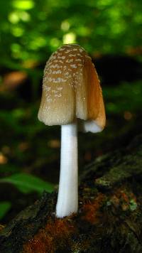 Coprinellus domesticus image