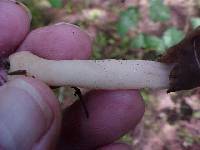 Helvella compressa image