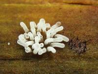 Ceratiomyxa fruticulosa var. fruticulosa image