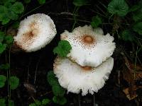 Leucoagaricus americanus image