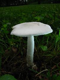 Amanita rasitabula image