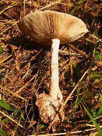 Amanita whetstoneae image