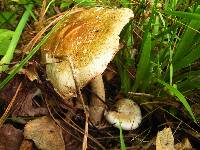 Amanita whetstoneae image