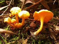 Cantharellus minor image