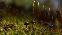 Psilocybe montana image