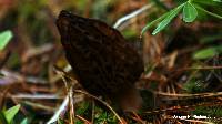 Morchella brunnea image