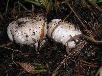 Agaricus bitorquis image