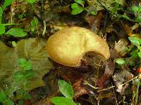 Austroboletus gracilis image