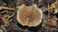 Lactarius gerardii image