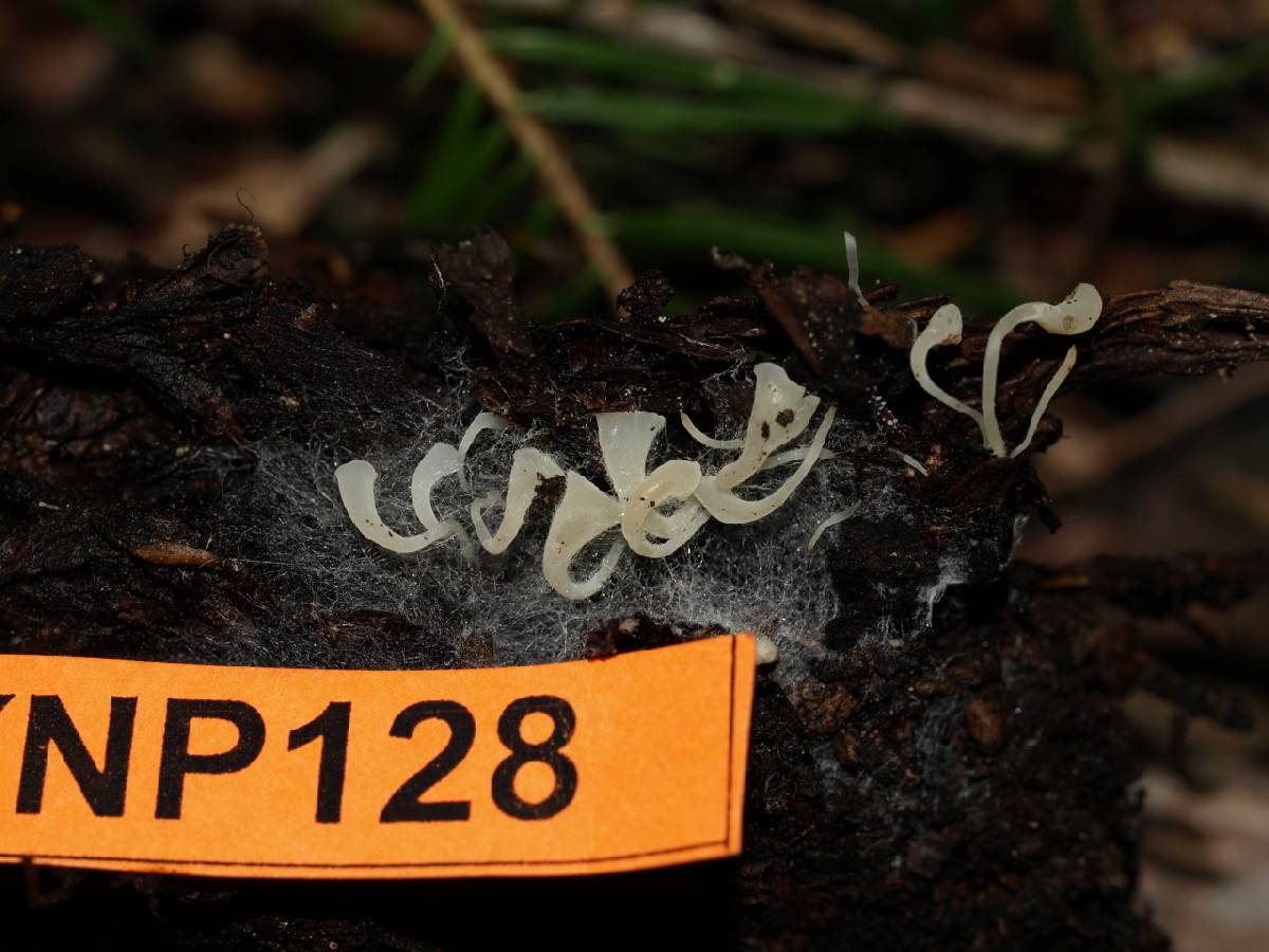 Clavicorona taxophila image