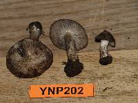 Tricholoma moseri image