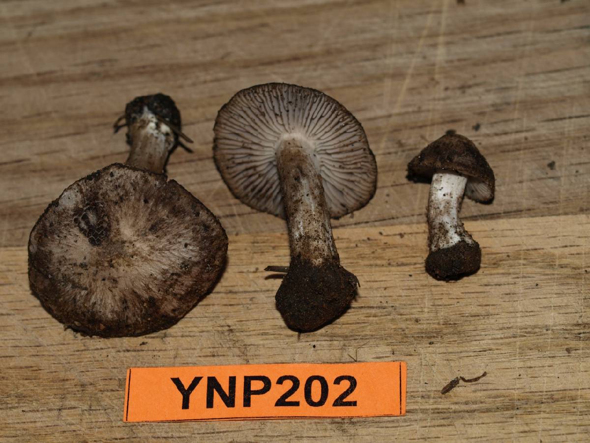 Tricholoma moseri image
