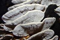 Rigidoporus microporus image