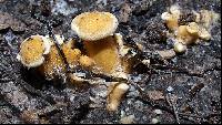 Cantharellus appalachiensis image