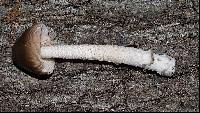 Amanita sect. Vaginatae image