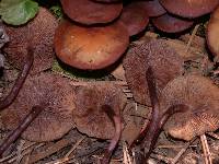 Kuehneromyces vernalis image