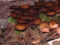 Kuehneromyces vernalis image