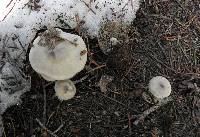 Clitocybe glacialis image