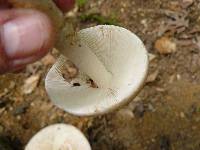 Amanita volvata image